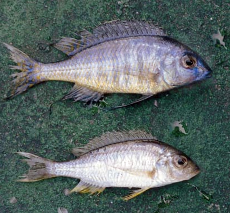 Nyassachromis sp. 'argyrosoma blue' Maleri Island